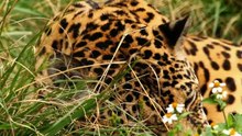 A DAY in the LIFE of a JAGUAR!