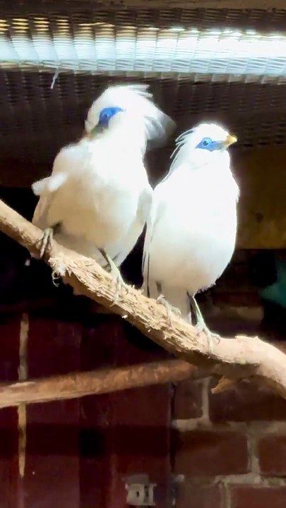 My pair of Bali Myna _ Aviary Birds