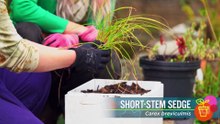Gardening Australia 2025 Episode 33