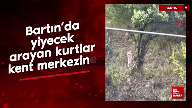 Bartın’da yiyecek arayan kurtlar kent merkezine indi
