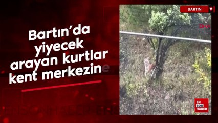 Bartın’da yiyecek arayan kurtlar kent merkezine indi