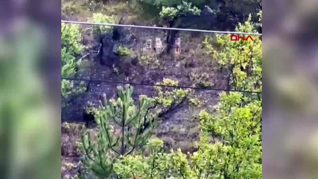 Kent merkezine kadar inen kurtlar kamerada