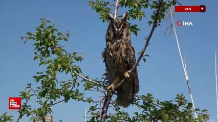 Van'da Yaban hayatın sessiz kahramanı: 9 ayda 500’e yakın hayvana müdahale etti