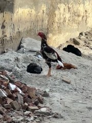 Pets Life #petslife #Viral #Funny #beauty