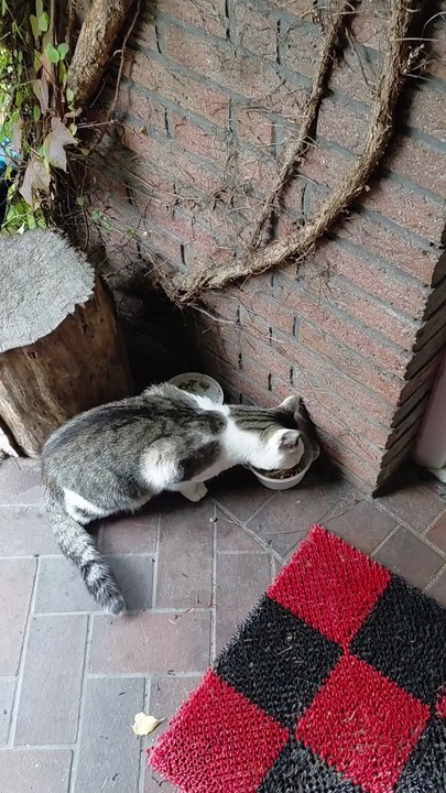 Hungry Stray Cat Fights His Fear for Food 😿🍽️ Heartwarming Moment! #shorts #cat #StrayCat #SweetCat #CuteCat #ViralCats #cute #fyp