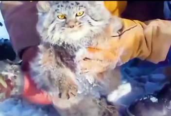 Scientists dragged a furry animal out of a hole. It turned Out to be the endangered pallas's cat.
