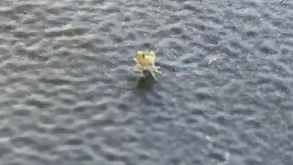 Tiny bug dances on the armrest like it is performing on a stage