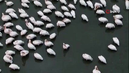 Balıkesir’de Bu Mevsim Gidilecek En Büyüleyici Nokta: Pelikanlar ve Flamingolarla Manyas Kuş Cenneti