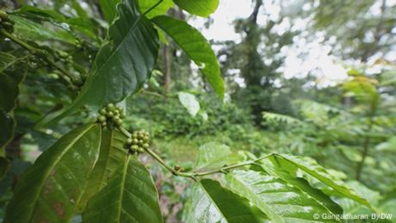 Indien: Kaffeeanbau mit ökologischem Gewissen