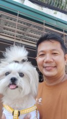 🔴 BEAUTIFUL SUNDAY WALK WITH PICKLES #shihtzu