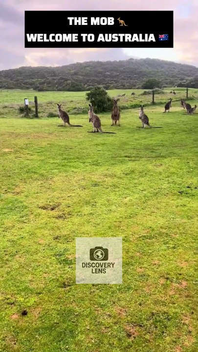 Kangaroo mob