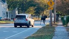 Riesiger Elch flieht vor Polizeistreife in New Hampshire