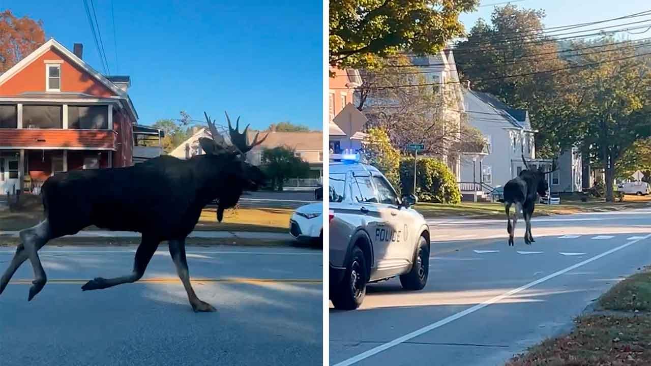 Kæmpe elg flygter under politipatrulje i det centrale New Hampshire