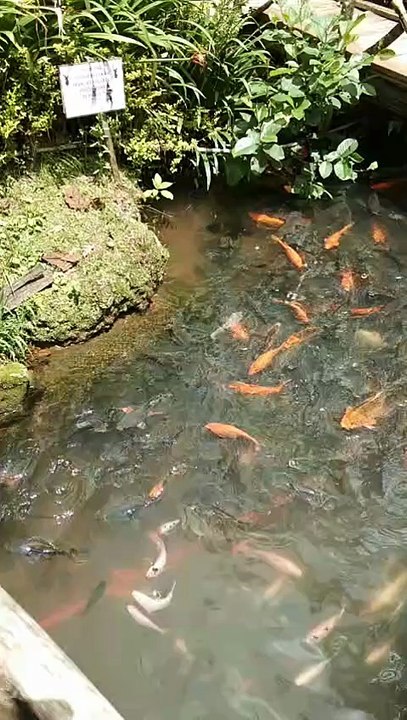 Kolam ikan