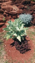 Eye-catching flower plant.