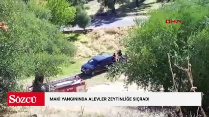 Maki yangınında alevler zeytinliğe sıçradı; 10 dönüm alan zarar gördü