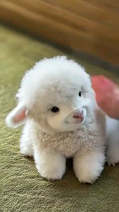 Cute Little Sheep