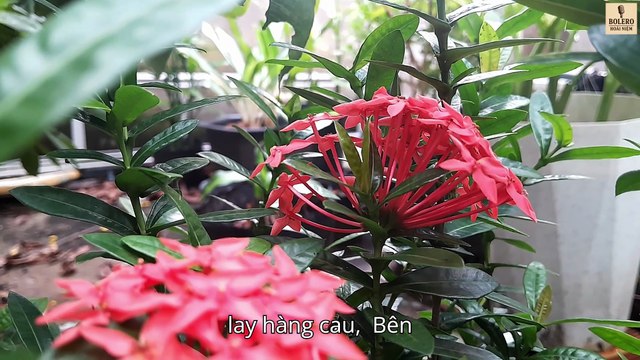 NỞ MỘT ĐOÁ TRANG – Bolero Hoài Niệm | Ca khúc Bolero Mới Nhất 2025 | Nhạc Vàng Trữ Tình Quê Hương