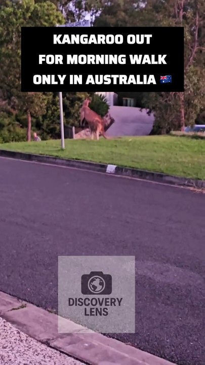 Kangaroo taking morning walk