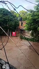 VIDEO: ¡Desgarrador! Perrito se aferra a una reja, mientras lluvias dejan 41 muertos en México