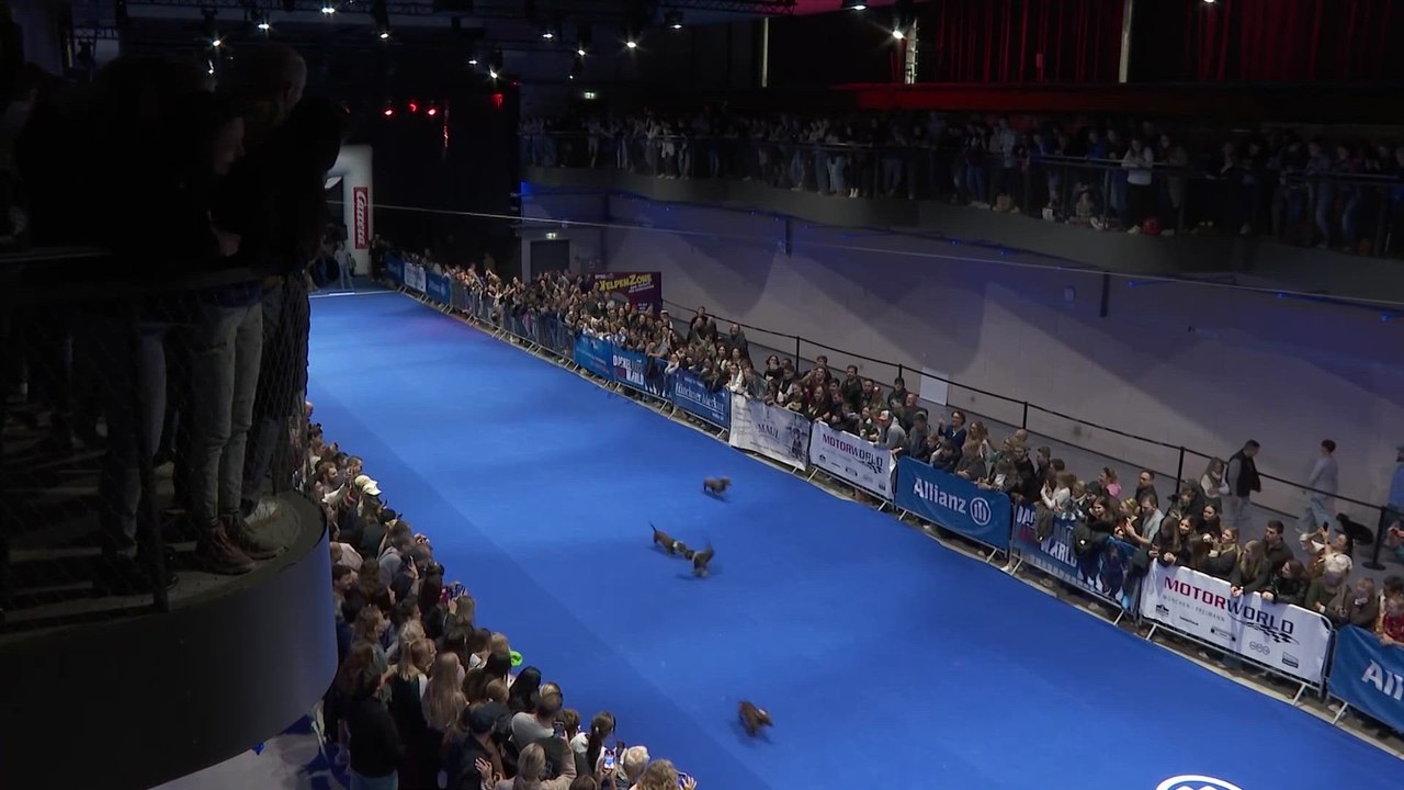 CAMPEONATO MUNDIAL de CARRERAS de PERROS SALCHICHA: van a ALUCINAR