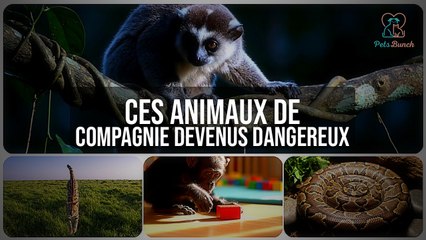 Ces animaux de compagnie qui sont devenus dangereux