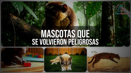 Mascotas que se Volvieron Peligrosas: Historias Reales
