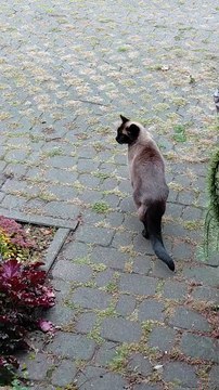 Dinner Done, So Off He Goes & Good Bye! #shorts #food #cat #FunnyCats #CuteCats #ViralCats #trending #animals#FunnyAnimals #fyp