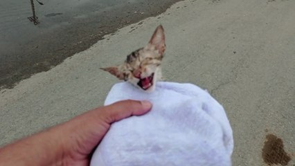 Try to save a kitten from road dirty water it is Shivering with cold, no body try to save her