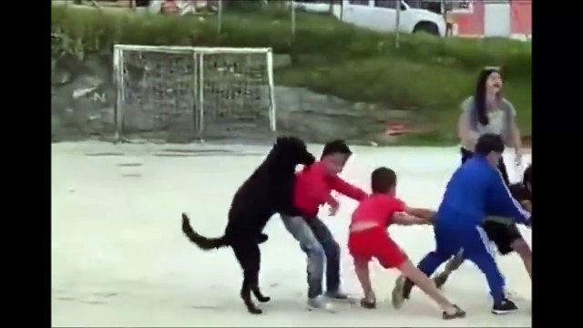 Un chien toujours prêt à aider... Même pour du tir à la corde