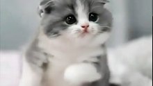 Funny Dancing Munchkin Cat
