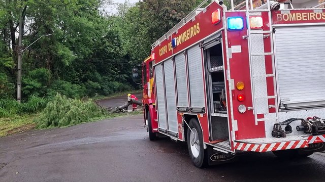 Árvore cai e interdita rua no Bairro Canadá em Cascavel