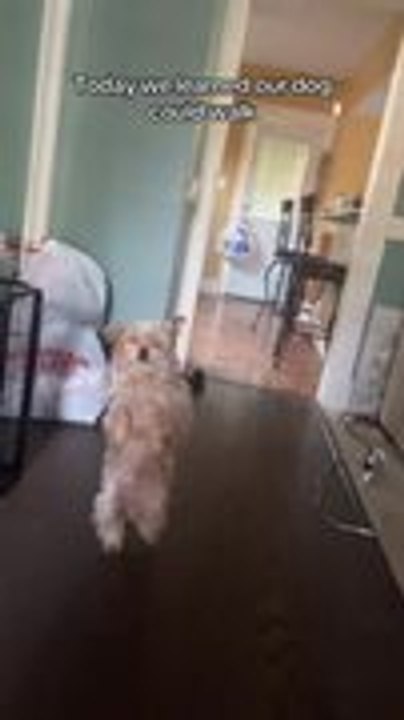 Family Stunned as Dog Walks Upright on Hind Legs for Prolonged Time