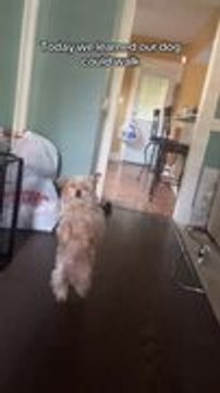 Family Stunned as Dog Walks Upright on Hind Legs for Prolonged Time