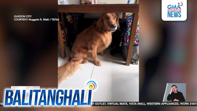 Alagang shih tzu at golden retriever, tinuruang mag-duck, cover, and hold ng kanilang fur mom | Balitanghali