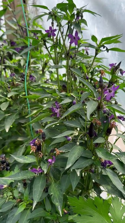 purple ornamental pepper in greenhouse