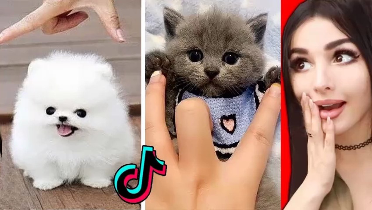 The CUTEST Animals | Very Satisfying and Relaxing Compilation