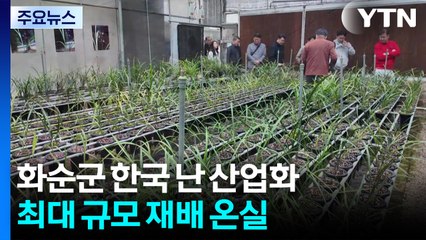 한국 난 산업화...화순군, 미래 전략 산업·먹거리로 육성 / YTN