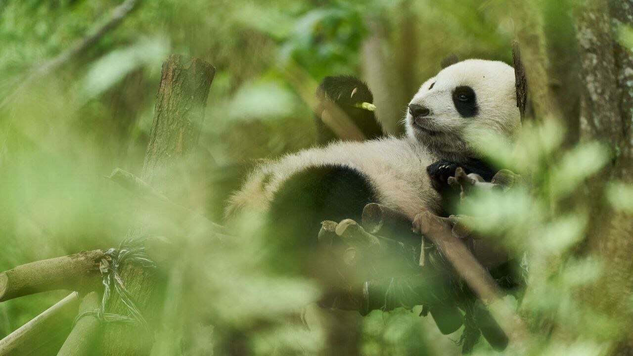 Moon le panda