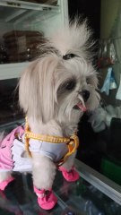 🔴 ANG PAGBISITA NI PICKLES SA KANYANG BFF #shihtzu