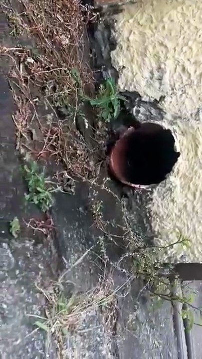 Gato preso em cano é resgatado pelos bombeiros em Fortaleza