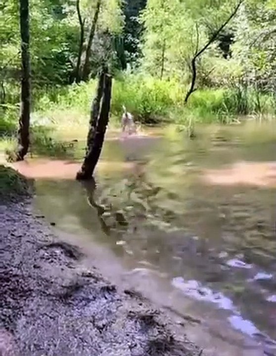 Watch nonstop laughter animal funny video with pets acting silly adorable and funny