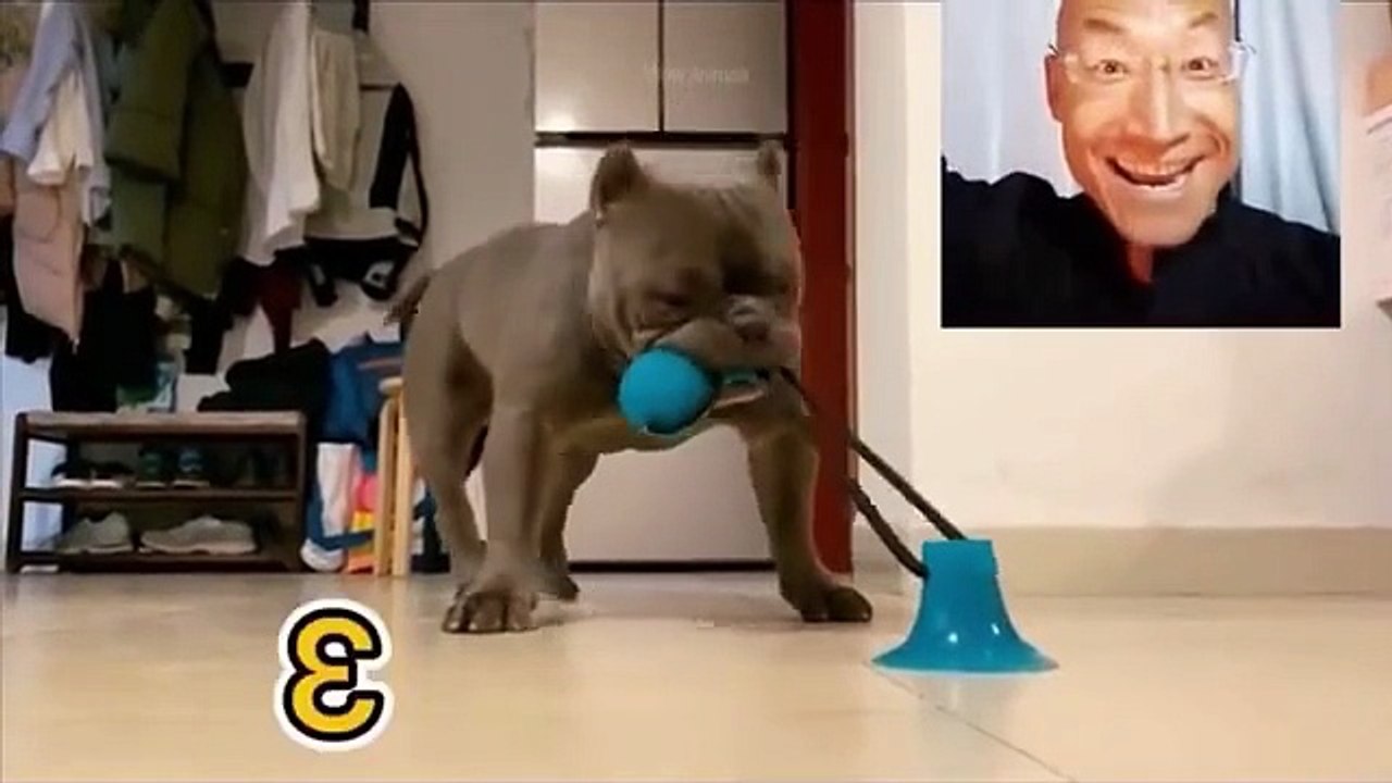 Funniest animal funny video ever with cats dogs and pets in hilarious daily moments