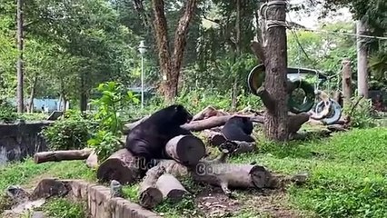 Animal funny video that will make your day with pets being cute funny and full of energy