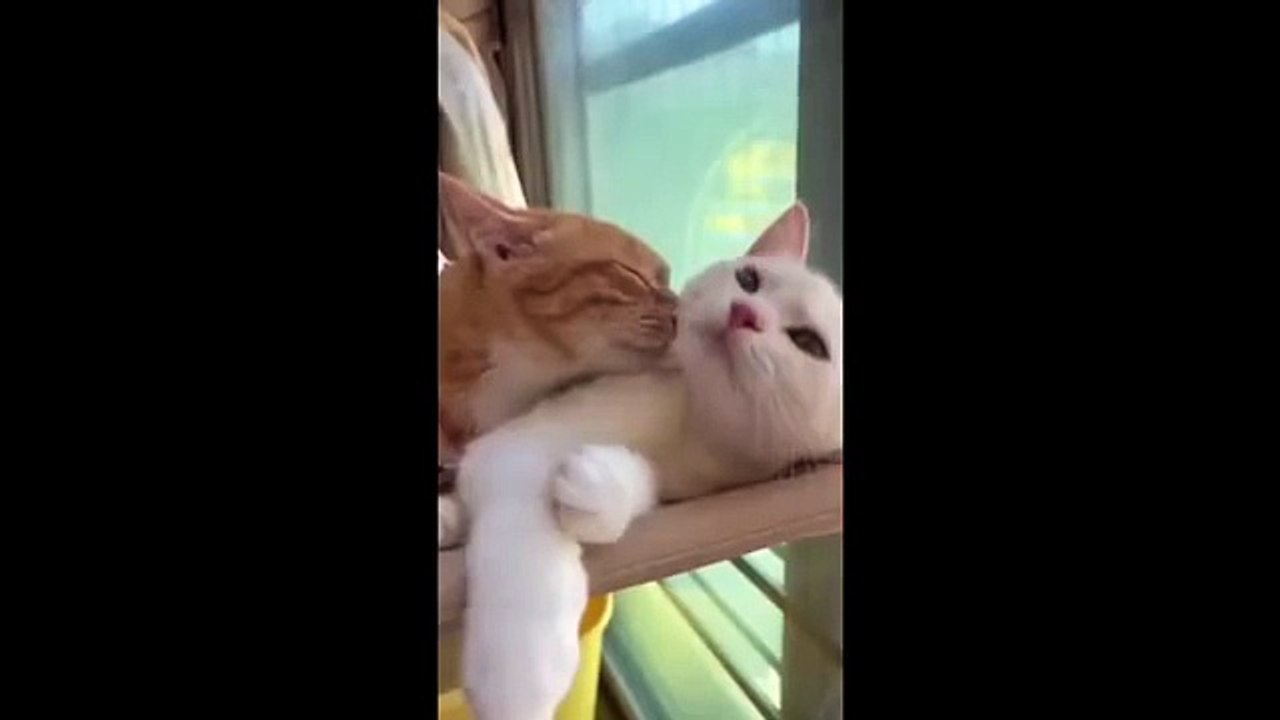 Animal funny video nonstop fun with hilarious pet fails and cute animal moments