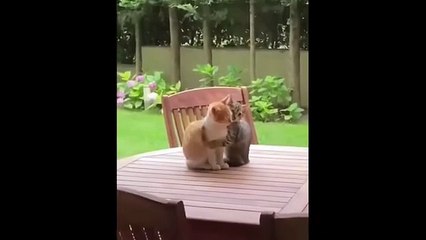 Ultimate animal funny video collection featuring hilarious pet reactions and funny scenes