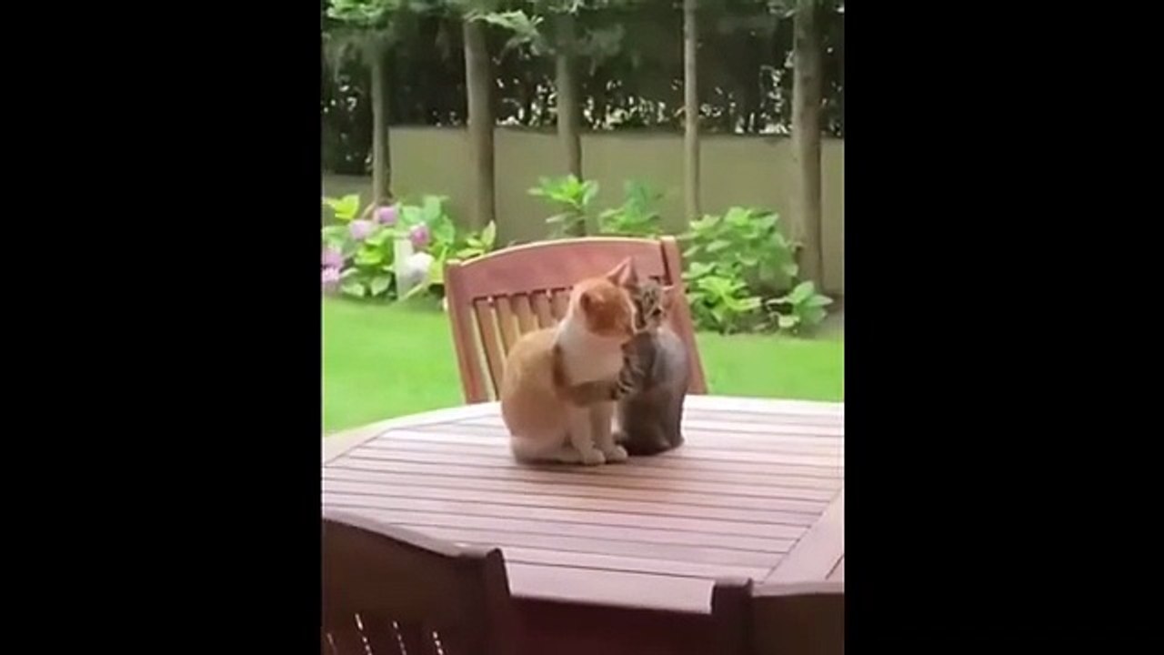 Ultimate animal funny video collection featuring hilarious pet reactions and funny scenes