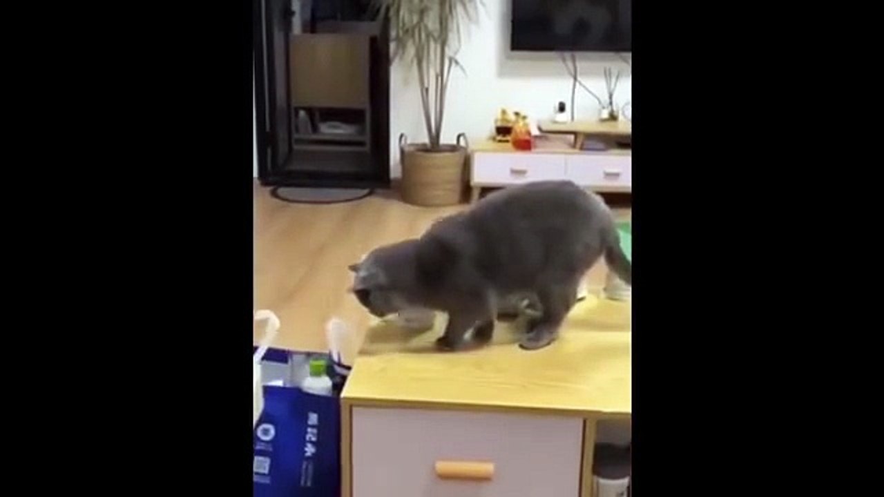 Animal funny video with cute cats dogs and pets doing hilarious tricks and fails that make you laugh