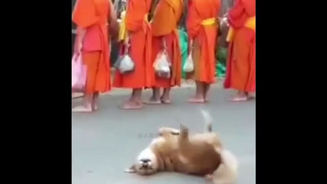 Ultimate Funny Animals Moments 2025 Cute Pets Doing Crazy Things You Must See