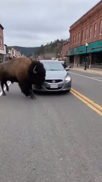bison